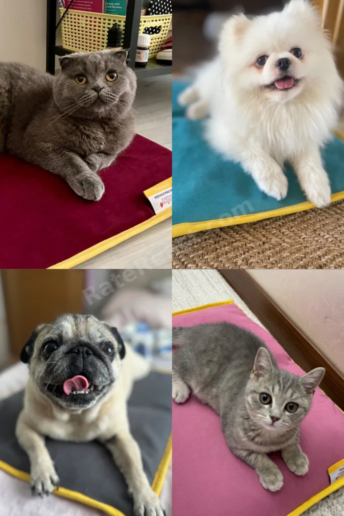 Serin (60X40CM) - 4 Mevsim Kedi/ Köpek Matı, Sıcak Veya Soğuk Kullanılabilen Minder Yatak
