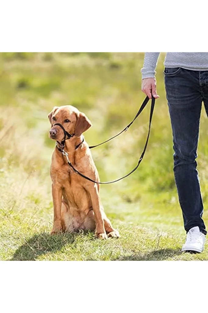 TTKTEKNOLOJİ Uzman Köpek Eğitim Tasması L-Xl 37Cm TTKTEKNOLOJİ 2026 395519