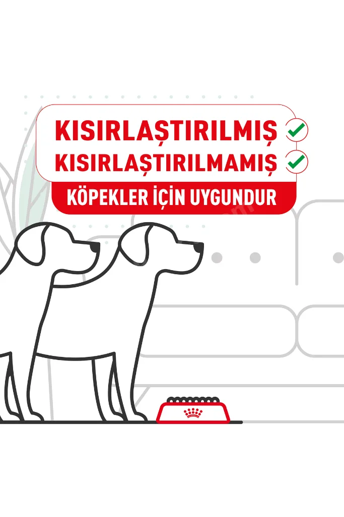 Maltese Bichon Maltais Köpek Maması 1.5 kg