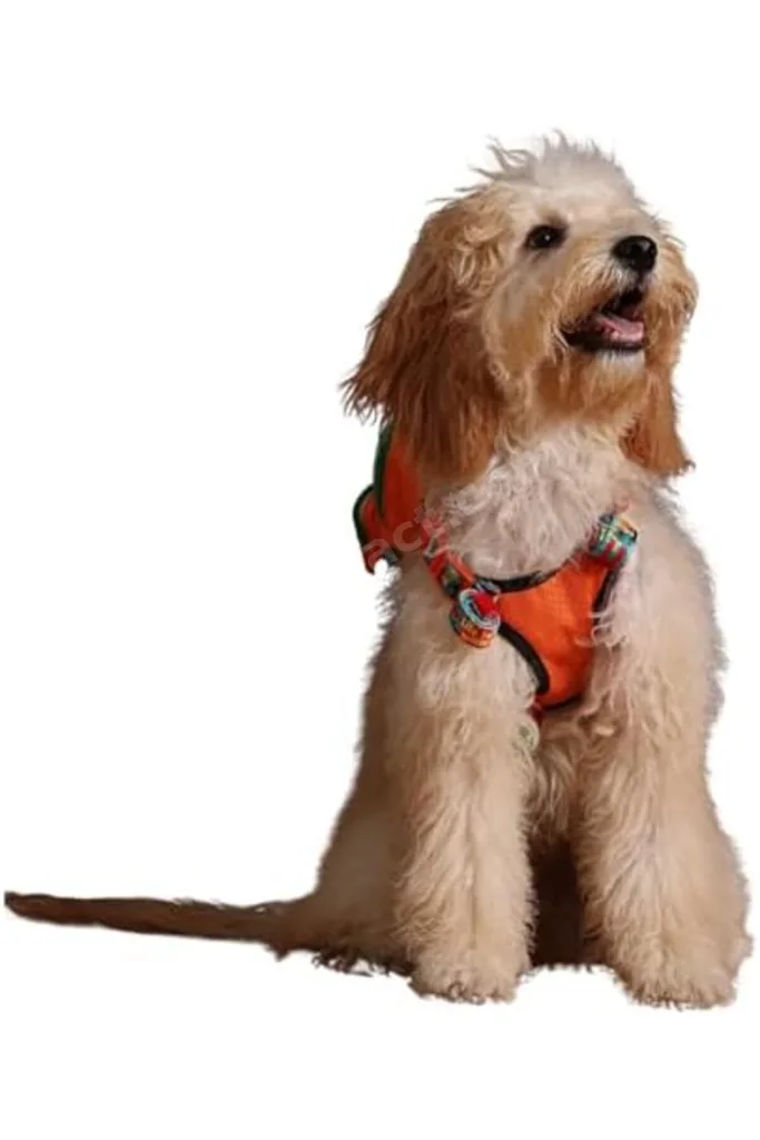 dekordelisi , Turuncu, Çantalı Göğüs Tasması, Köpek Sırt Çantası – 2’si 1 Arada Göğüs Tasması Fonksi