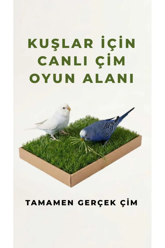 Kuş Canlı Gerçek Çim Oyun Alanı