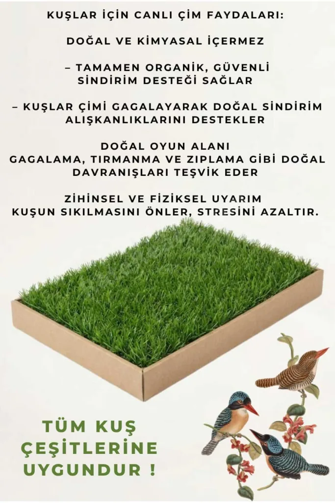 Kuş Canlı Gerçek Çim Oyun Alanı