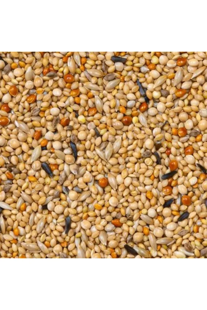 TTKTEKNOLOJİ Deli Premium Foreign Finches Finch Yemi 1100gr TTKTEKNOLOJİ 2026 395519