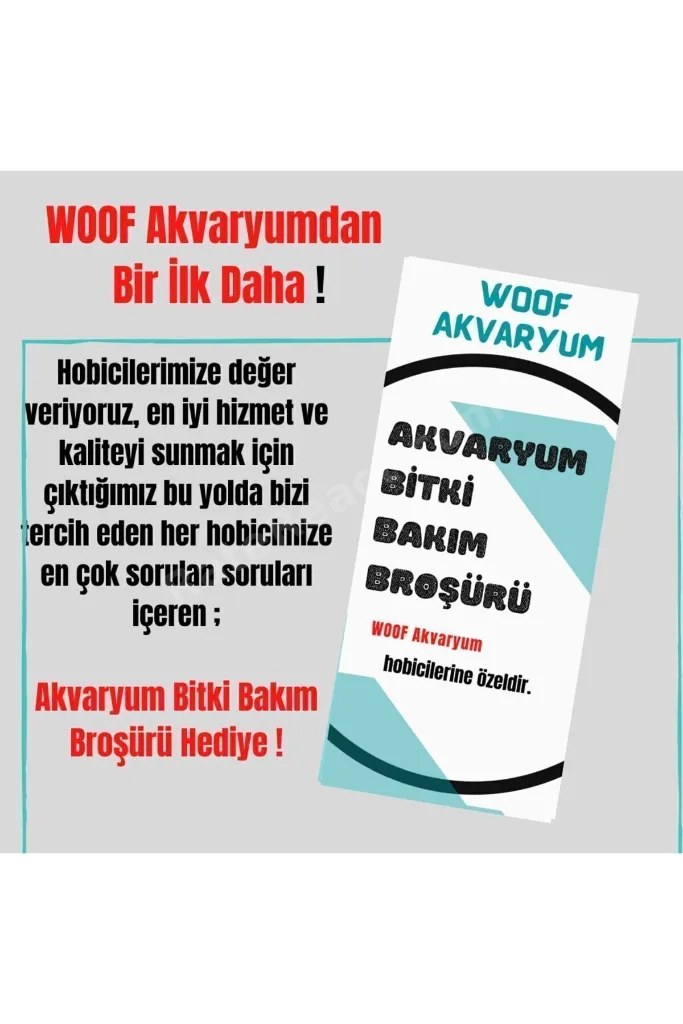 Egeria Najas Lepistes Otu 5 Dal Kolay, Kum Gerekmeyen Canlı Akvaryum Bitkisi Akvaryum Bitkileri